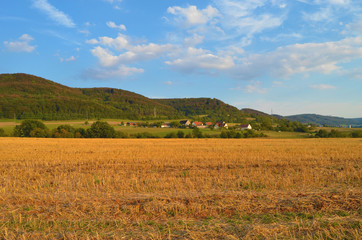 Fototapeta premium the evening in the field landscape with wheat field and blue sky 