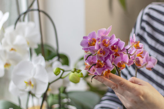 Closeup photo of a hand holding a sprig of orchid with small purple petals. Blurred window sill with white orchid flowers in the background.