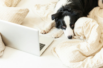 Mobile Office at home. Funny portrait cute puppy dog border collie on bed working surfing browsing internet using laptop pc computer at home indoor. Pet life freelance business quarantine concept.