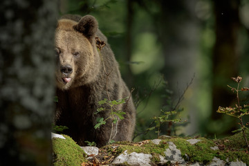 Wild brown bear sticking her tongue out