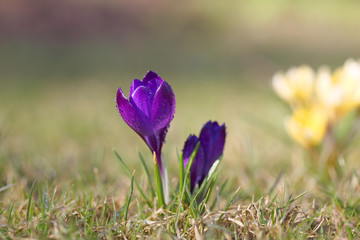 Crocuses purple blossom on a spring sunny day in the open air. Beautiful primroses against a...