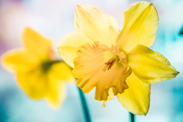 Fototapeta na wymiar bunch of yellow daffodils close up