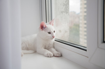 british cat laying on a window sill