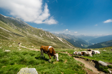 Fototapeta na wymiar eine braune Kuh grast gemütlich auf einer Alm neben einem Wanderweg in den Südtiroler Alpen