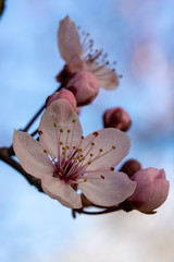 Blutpflaumenbl&uuml;te