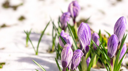 Crocuses on the snowy ground on a bright, sunny, spring day.