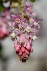 Johannesbeerenbl&uuml;te