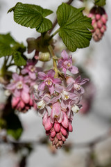 Johannesbeerenstrauch