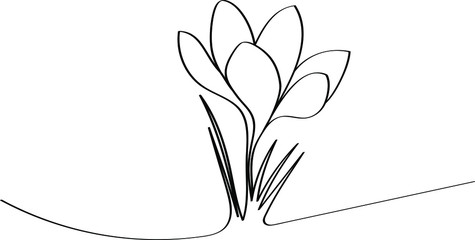 Crocuses - spring first flowers after winter, black outline of a beautiful plant. Coloring book for a children's album with a one-line drawing.