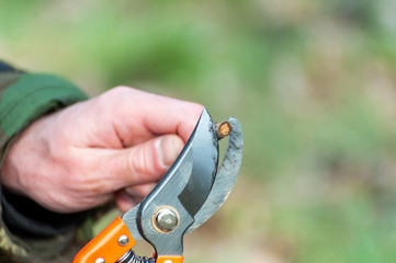 Spring pruning of trees.  Orchard care