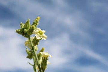 Joining the swell of Joshua Tree National Park native plants which Spring to life in the Southern Mojave Desert is the white flowered Desert Tobacco, Nicotiana Obtusifolia.