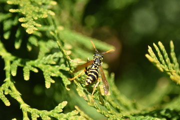 Wespe beim Sonnenbad