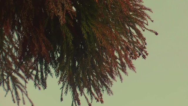 スギ花粉