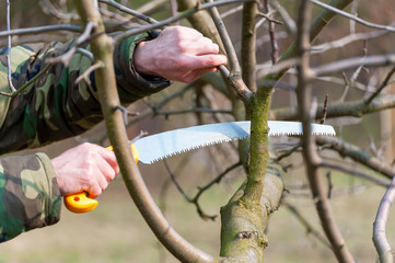 Spring pruning of trees.  Orchard care