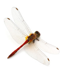 One little dragonfly.