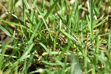 Wespe im Gras 