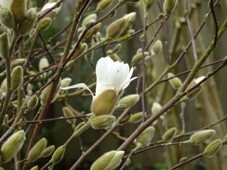 Fototapeta na wymiar Magnolia in spring