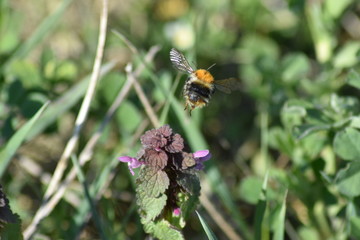 eine Hummel fliegt