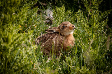 rabbit in the grass