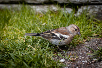 sparrow on grass