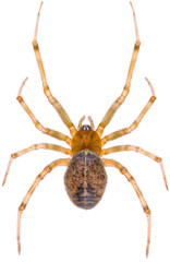 Steatoda castanea is a species of cobweb spider in the family Theridiidae. Dorsal view of spider...