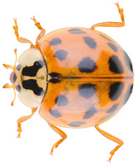 Harmonia axyridis, most commonly known as the harlequin, multicolored Asian, or simply Asian ladybeetle, is a large coccinellid beetle. Dorsal view of ladybug isolated on white background.