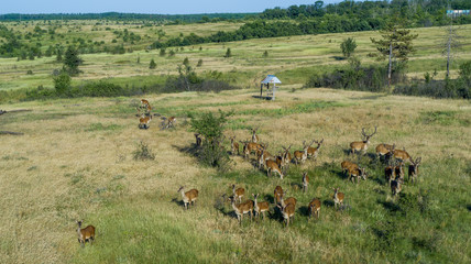 Fototapeta premium Deers in a nature reserve in Russia, aerial view. Beautiful animals, meadows, green grass and trees, summer day. A group of deers from above.