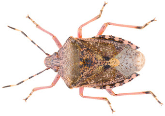 Rhaphigaster nebulosa or mottled shieldbug, is a species of stink bugs in the family Pentatomidae. Dorsal view of mottled shieldbug isolated on white background.