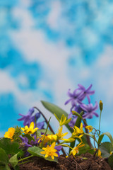 Yellow and violet spring flowers in the garden. Violets, buttercups and hyacinths with sky in background. Vertical image.