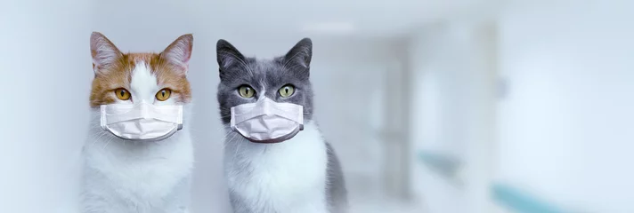 Stof per meter Twee katten met medische beschermende maskers. Bescherming en behandeling van het virus. Pandemie 2020. © Natalya Chumak