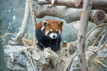 Red panda walking on the tree