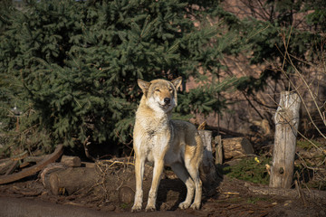 wolf 