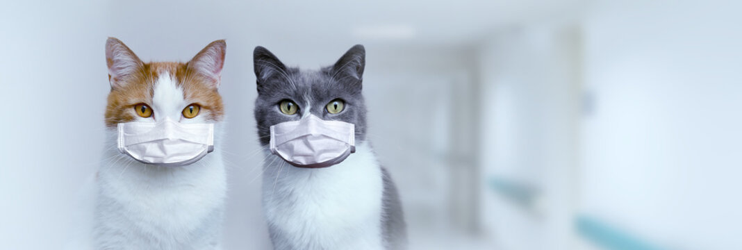 Two cats in medical protective masks. Protection and treatment of the virus. Pandemic 2020.