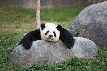 Big panda sleeping on the stone © Roman Babakin