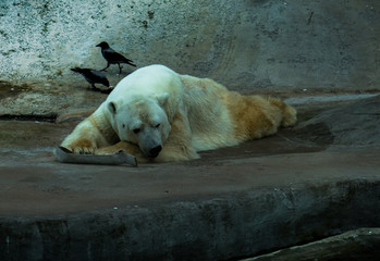 polar bear in zoo