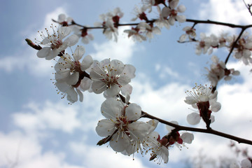 Apricot blossom branches against the blue sky with white clouds. Spring natural background with apricot flowers.