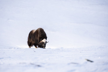 Naklejka premium Muskox (Ovibos moschatus) a wild animal from Dovrefjell National Park, Norway. Wildlife of Norway