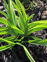 Light and form.Composition 1.