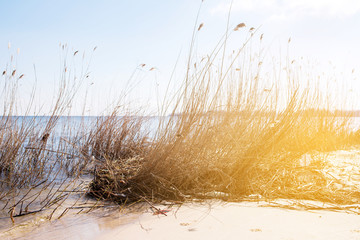 Dry reeds and grass by the lake on a sunny day.