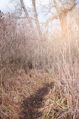 Dry reeds and grass by the lake on a sunny day.