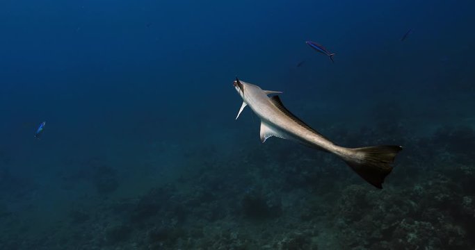 Slender suckerfish in the Pacific Ocean. Underwater life of tropical fish near coral reefs. Diving in the clear water.