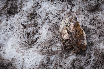 Skull of a dead animal © Filipe Lopes