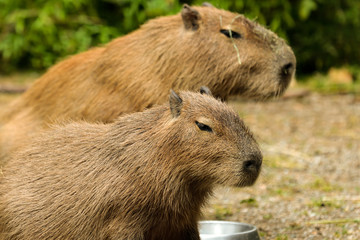 cappibara portrait