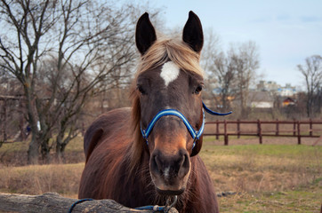 Brown horse on the street. Horse head close-up.