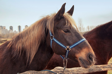 Fototapeta premium Brown horse on the street. Horse head close-up.