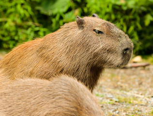 Cappibara portrait