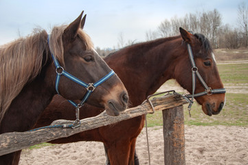 Obraz premium Brown horses on the street close-up.
