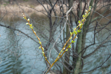 Young spring branches over spring water