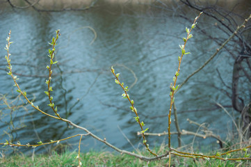 Young spring branches over spring water