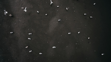 Top down view of flock of birds hunting fishes.